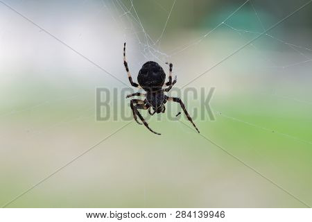 Large Cobweb And Spider Eats Hunted Insect