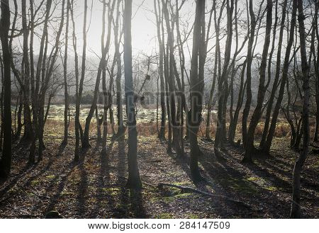 Landscape And Nature, Scenic Winter And Autumn Woodland