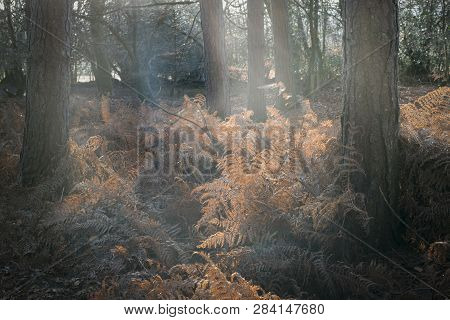 Landscape And Nature, Scenic Winter And Autumn Woodland