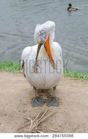 Pelican Standing Near A Source Of Water, Pelican Cleans And Cares Feathers