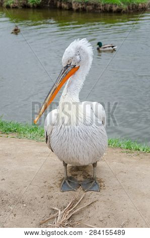 A White Pelican On Land Poses And Looks Intently Next To The Ducks On The Lake