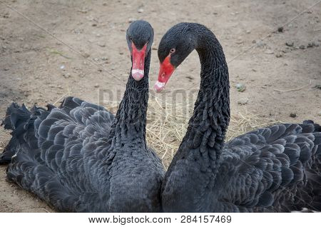 Two Black Swans On Land Are Always Together