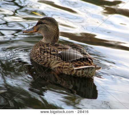 Ente-6