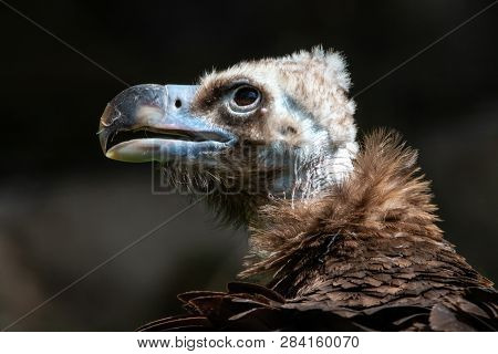 Close-up portrait of Cinereous vulture with blurred dark background. Eurasian black vulture or monk vulture (Aegypius monachus), huge scavenger bird with dark brown plumage and massive blue-gray beak.
