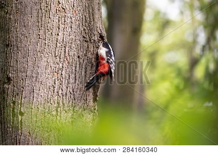 Great spotted woodpecker looking into the hollow. Black and white bird (Dendrocopos major) with red undertail perching on the tree trunk and looking into the nest hole.