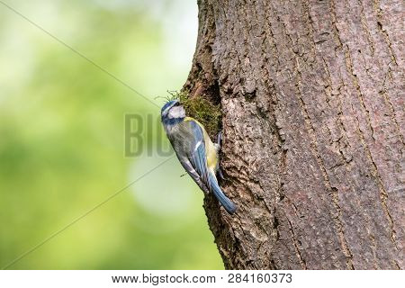 Blue tit perching on the nesting hole entrance with bunch of moss in a beak. Little yellow passerine bird with blue crown (Cyanistes caeruleus) collecting nest material.