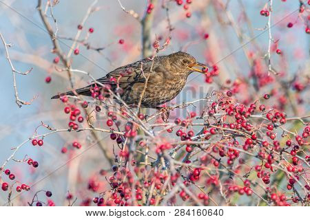 Female blackbird perching on a twig with red berry in a beak. Sooty-brown thrush bird (Turdus merula) feeding on hawthorn bush with blue sky in background.