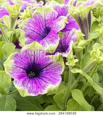 A Bellflower In Bloom In The Garden