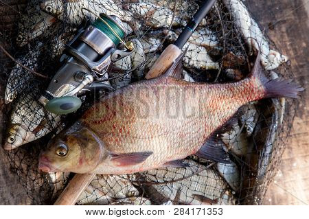 Trophy Fishing. Big Freshwater Common Bream Fish And Fishing Rod With Reel On Landing Net..