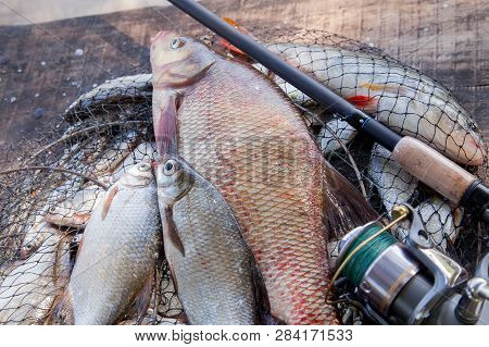 Trophy Fishing. Big Freshwater Bronze Bream Or Carp Bream, White Bream Or Silver Bream And Fishing R