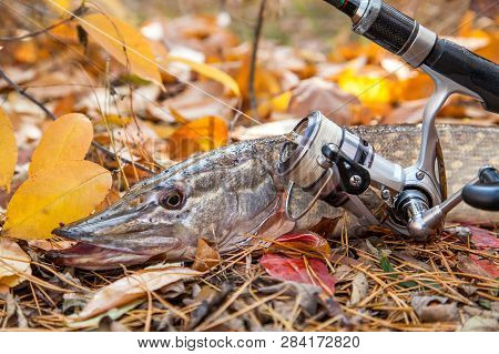 Freshwater Pike Fish. Freshwater Pike Fish And Fishing Rod With Reel On Yellow Leaves At Autumn Time