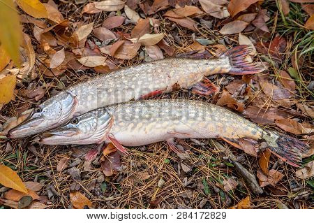 Freshwater Pike Fish. Two Freshwater Pikes Fish On Yellow Leaves At Autumn Time..