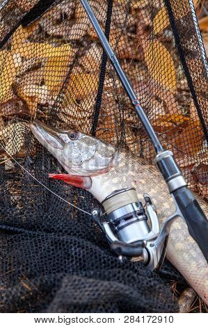 Freshwater Pike Fish. Freshwater Pike Fish, Fishing Rod With Reel And Black Landing Net As Backgroun