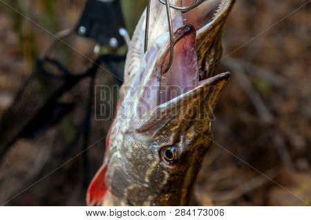 Freshwater Pike Fish. Two Freshwater Pike Fish On Fish Stringer On Natural Background..