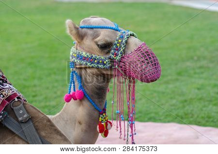 Head Of A Camel With A Pink Mesh Face On The Lawn.