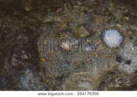 Close Up View Of Limpets On A Rock At The Seashore. Ocean Life Concept. Macro View Of Limpet At The 