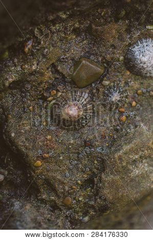 Close Up View Of Limpets On A Rock At The Seashore. Ocean Life Concept. Macro View Of Limpet At The 