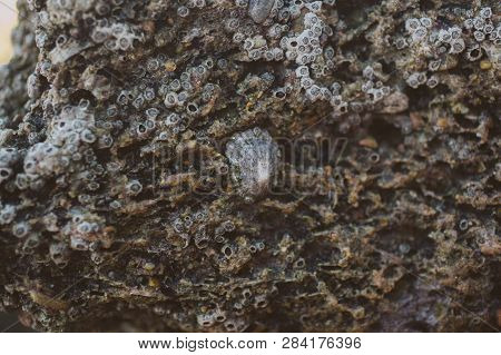 Close Up View Of Limpets On A Rock At The Seashore. Ocean Life Concept. Macro View Of Limpet At The 