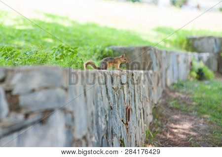 Squirrel Sitting On The Wall Looking Into The Distance.