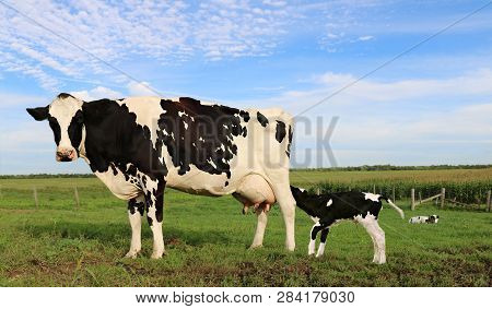 Holstein Cow Standing In The Pasture With Lively Newborn Calf Wagging Tail While Trying To Suckle On
