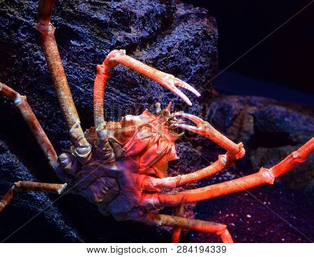 Giant Spider Crab / Japanese Giant Crab Swimming Underwater Aquariumun On The Rock Ocean - Macrochei