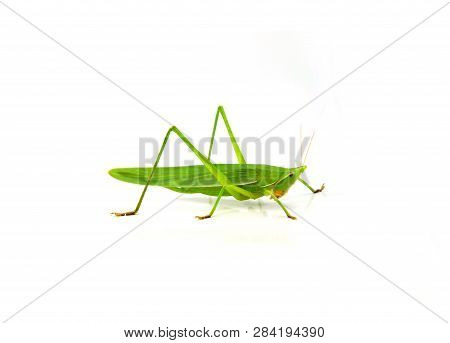 Conehead Grasshopper Green Isolated On White Background / Ruspolia Nitidula