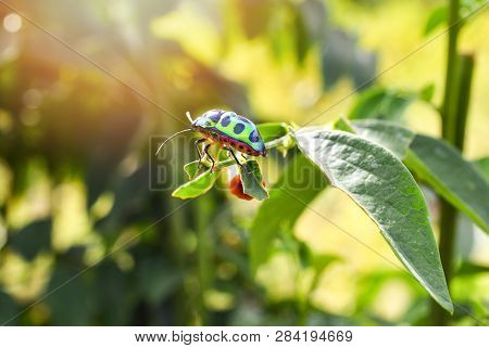 Colorful Of Jewel Beetle Green Bug On Leaf In Nature Background / Close Up Green Insect