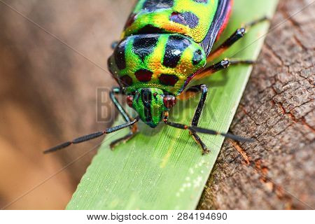 Colorful Of Jewel Beetle Green Bug On Leaf In Nature Background / Close Up Green Insect - Selective 