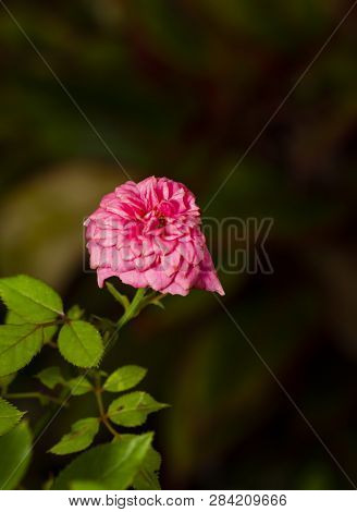 Pink Miniature Rose Flower Tree In Garden