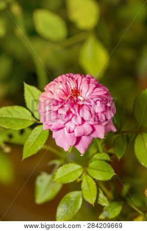 Pink Miniature Rose Flower Tree In Garden