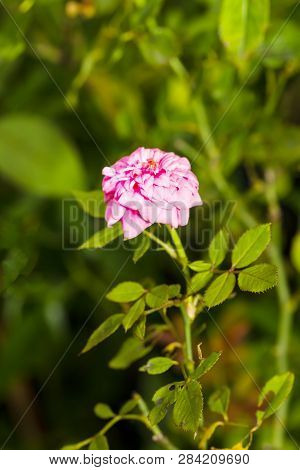 Pink Miniature Rose Flower Tree In Garden