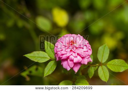 Pink Miniature Rose Flower Tree In Garden