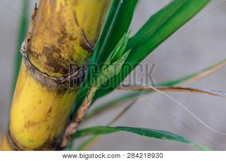 Close Up Of Sugar Cane Plantation Etanol (sugarcane)