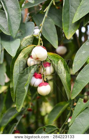 Fruit Of Melientha Suavis Pierre Plant On Tree / Opiliaceae Or Pak Wan Vegetable