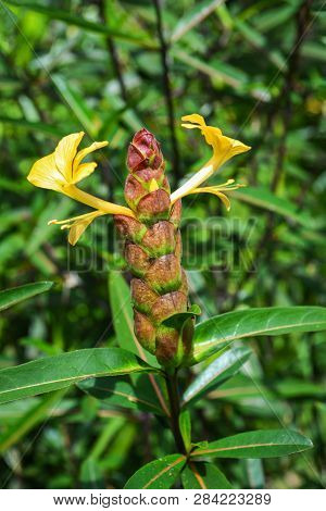 Hophead Porcupine Flower - Barleria Lupulina Lindl Flower In Garden Herbal Medicines In Thai / Hop H