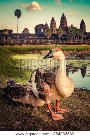 Angkor Wat temple reflecting in water of  Lotus pond at sunset. Ducks on the foreground.Siem Reap. Cambodia