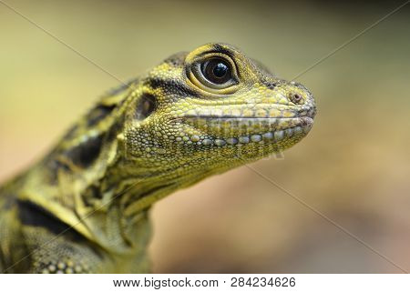 Philippine Sailfin Lizard (hydrosaurus Pustulatus) Close Up.