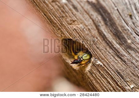Carpenter Bee In de natuur