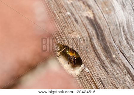 Carpenter Bee In de natuur