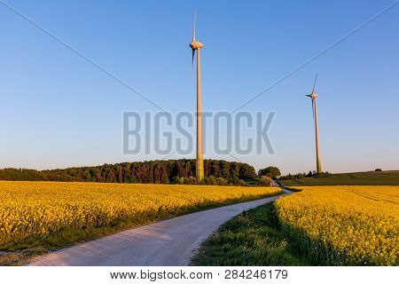 Field Of Rape With Two Wind Turbines And A Cartway In The Warm Evening Sun