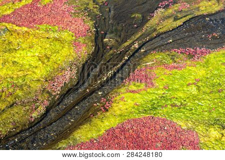colorful red azolla floating of the river at winter at Wujie , Nantou, Taiwan