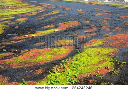 colorful red azolla floating of the river at winter at Wujie , Nantou, Taiwan