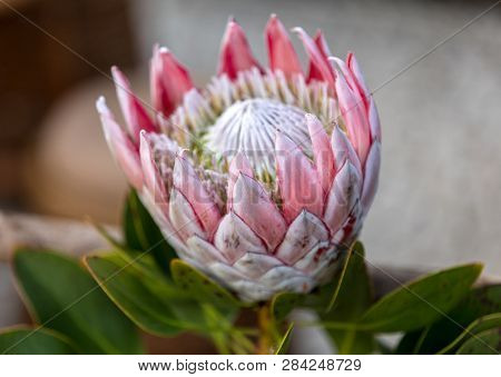 King Protea Or  Protea Cynaroides The National Flower Of South Africa
