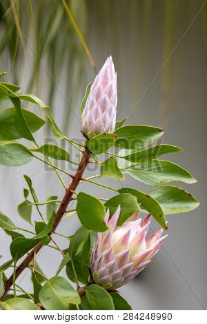 Bud Of King Protea Or  Protea Cynaroides The National Flower Of South Africa