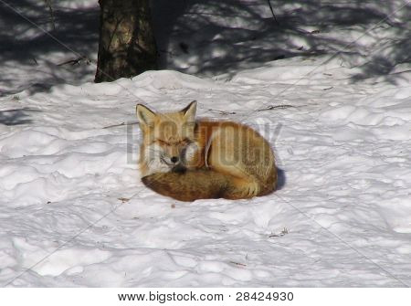 Sonnenbaden Red fox