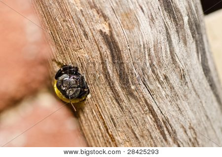 Carpenter Bee In de natuur