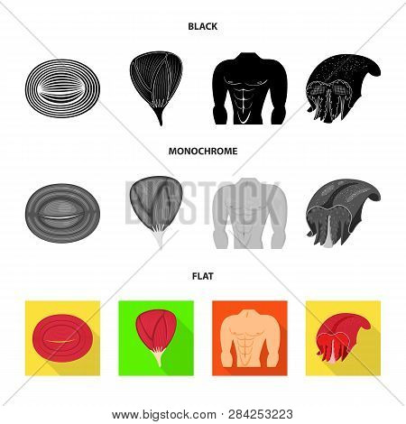 Vector Design Of Fiber And Muscular Sign. Set Of Fiber And Body  Stock Vector Illustration.