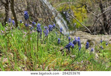 Muscari Neglectum Flowers In Forest In Spring Time