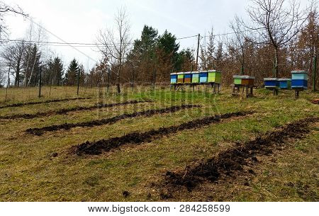 Beehives Beside The Pines In Springtime In Garden