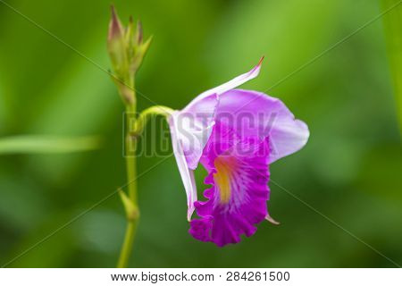 Closeup photo of bamboo orchid flower in white pink with blurred green background (Arundina graminifolia)